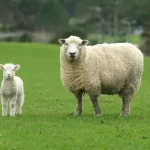 1af4279059539f0faaa1e0a615034cb2 - Arabian Tongue