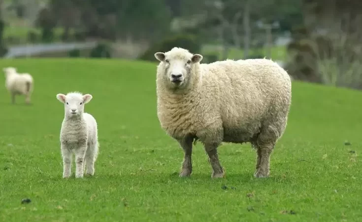 The Importance of Qurbani in the Islamic Faith